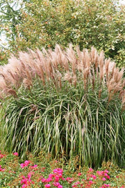 Chinaschilf - Miscanthus sinensis Malepartus - weitere Ansicht